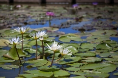 20120805-IMG_1189-2_R