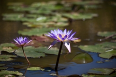 20120805-IMG_1212-2_R