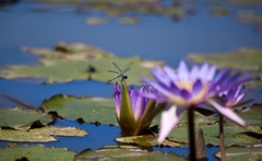 20120805-IMG_1223-2_R