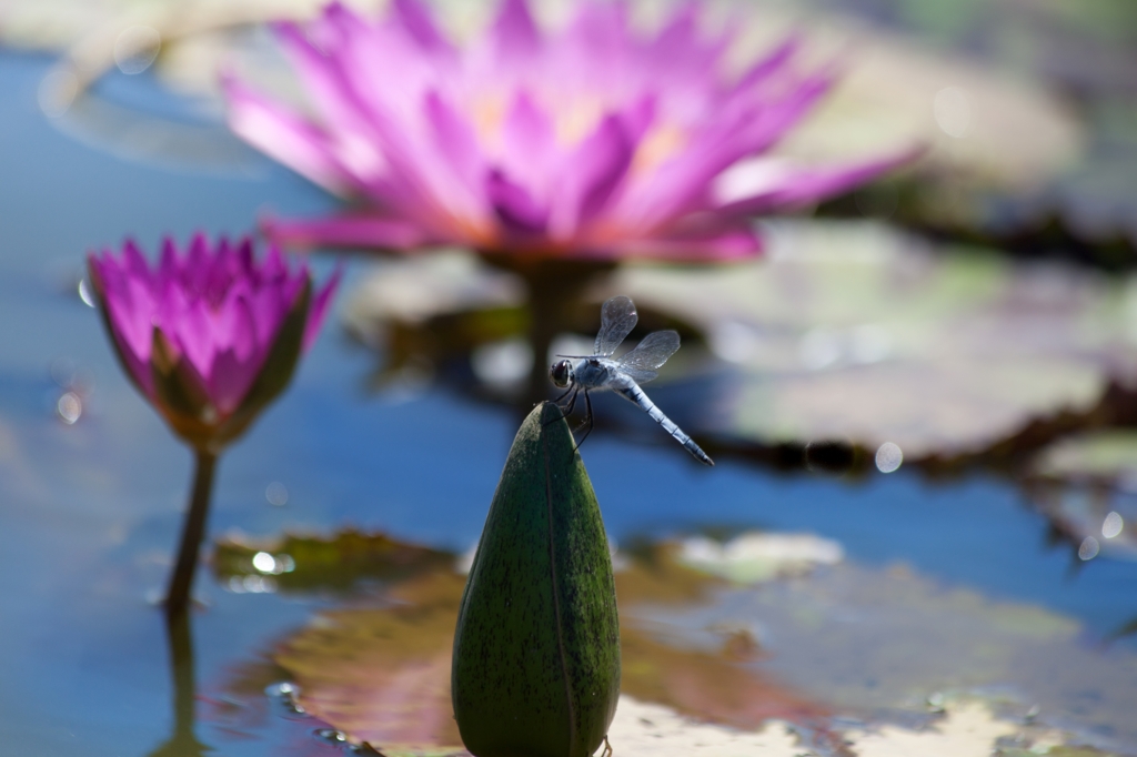 20120805-IMG_1236-2_R