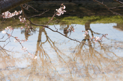 春のサイクリング