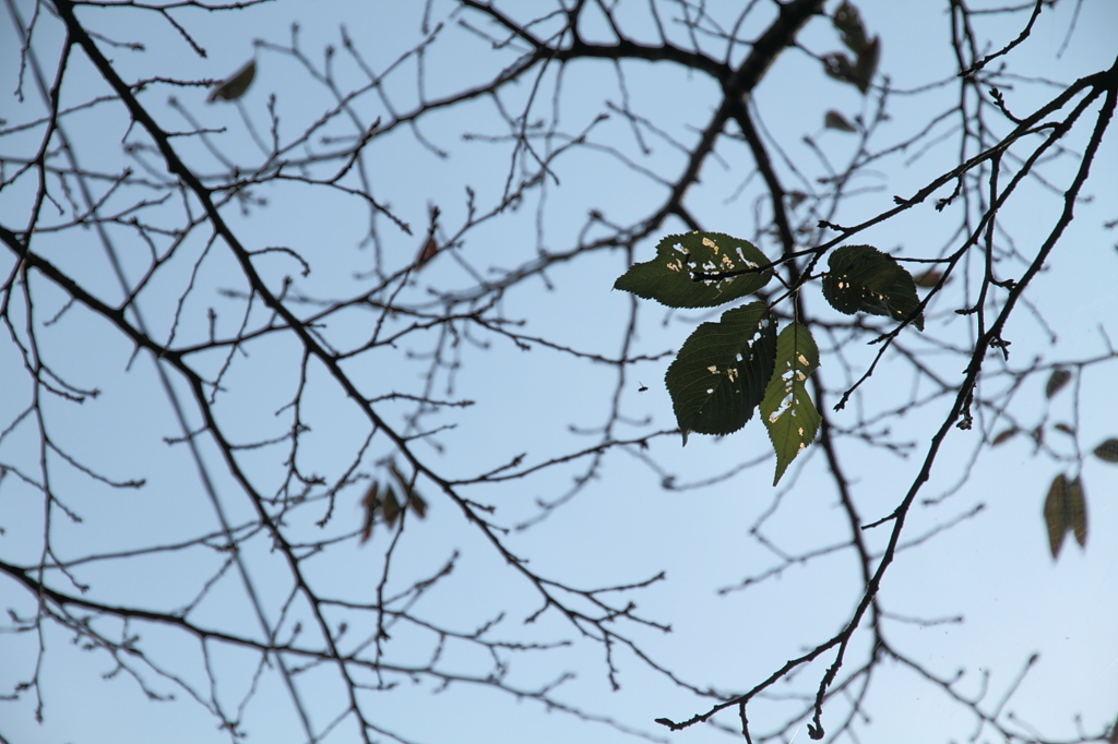 桜木の葉