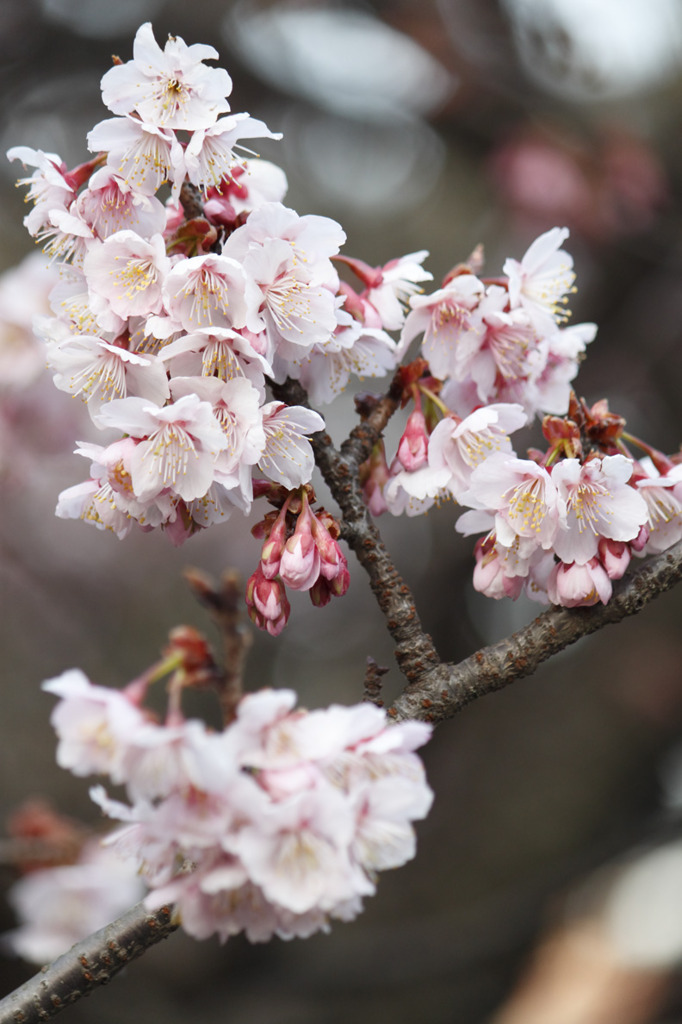 早咲き桜