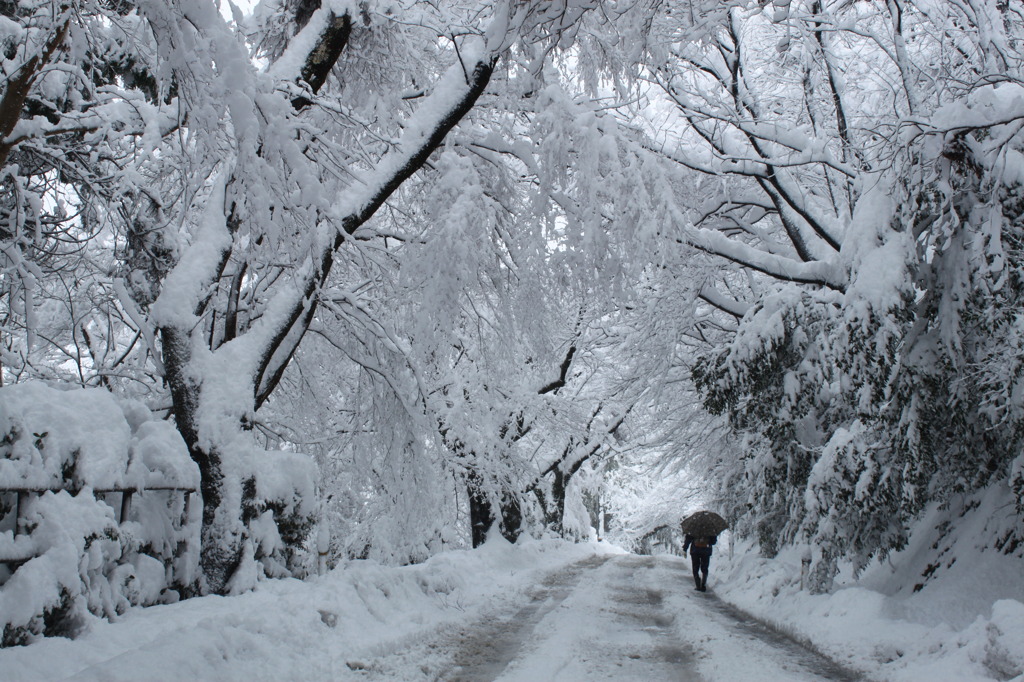 続雪のトンネル