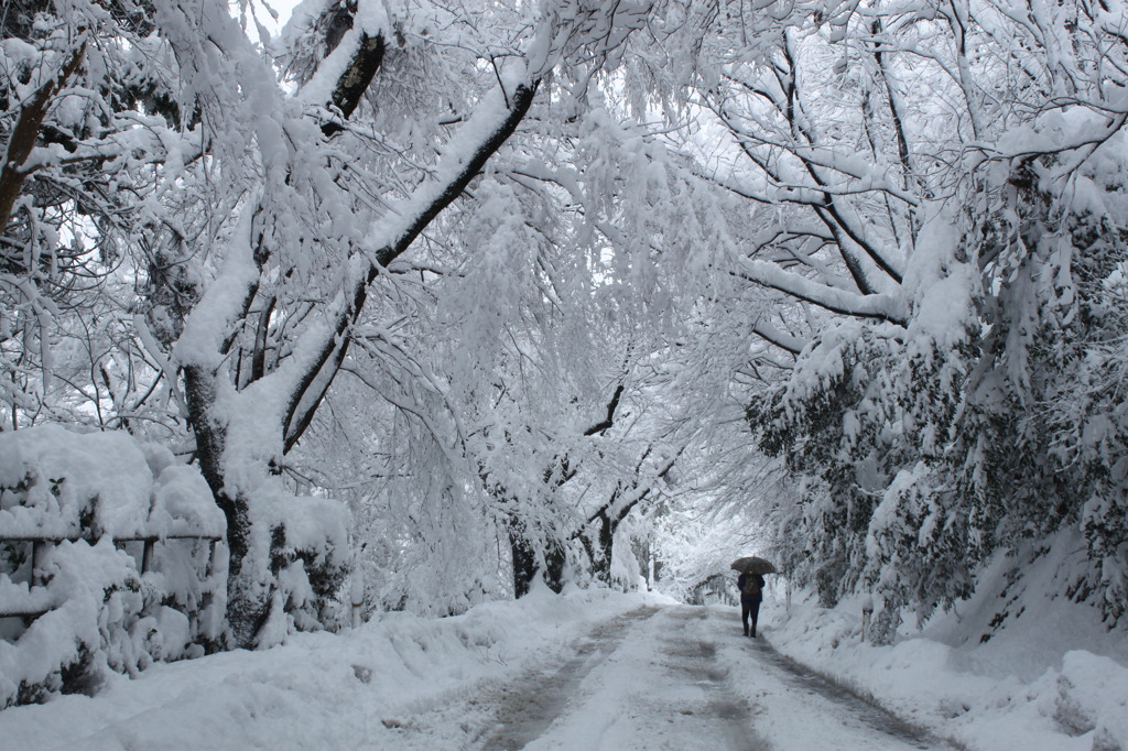 続々雪のトンネル