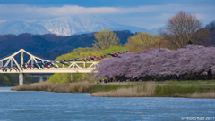 桜の便り　（Letter from cherry blossoms）