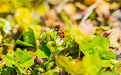 テントウムシ　 Ladybird