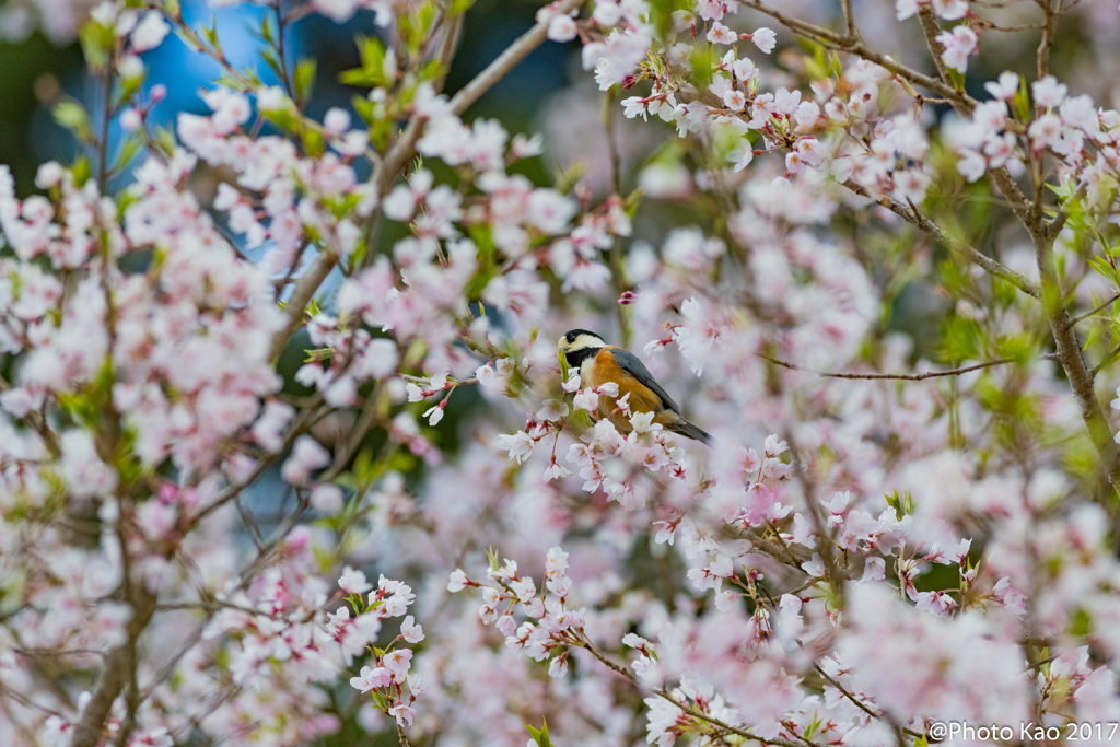 お花見　（Cherry blossoms view）