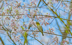 緑の季節　（ Green season）