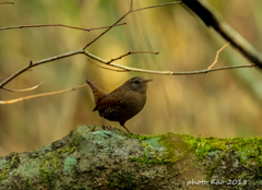 秋は鳴かないミソサザエ