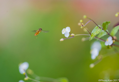 early summer
