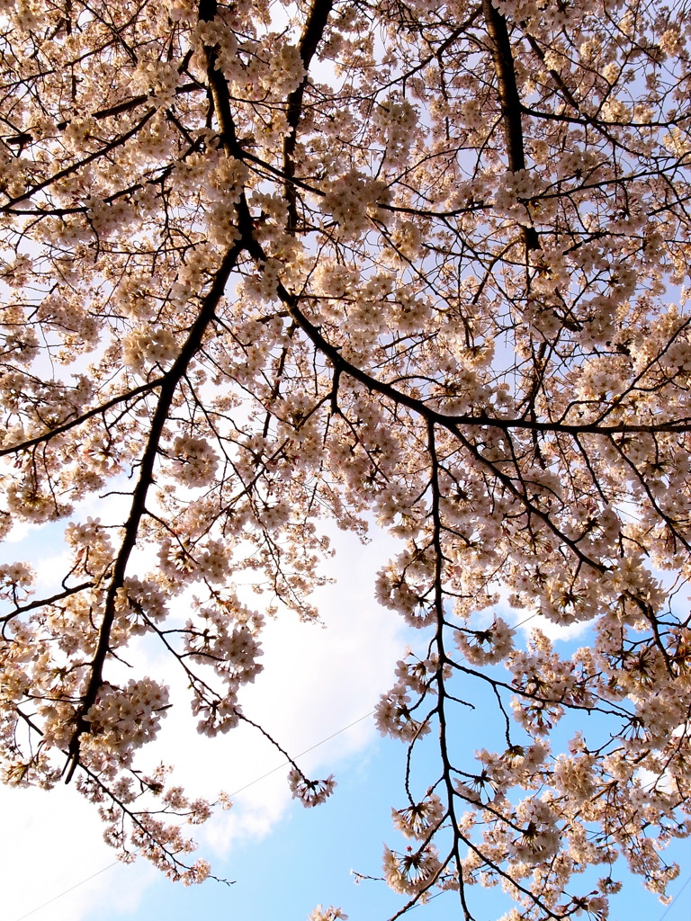 sakura