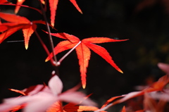 凛として　〜紅葉〜