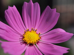 silky pink
