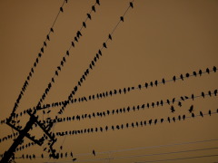 so many,many birds