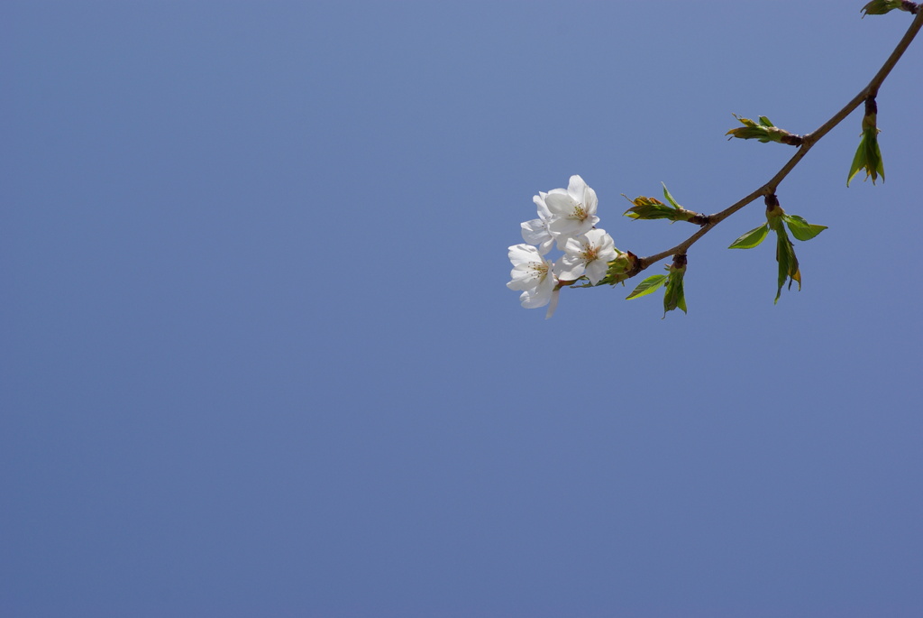 相模三川公園/桜