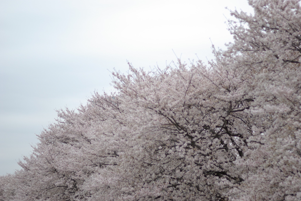 相模三川公園/桜