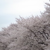 相模三川公園/桜