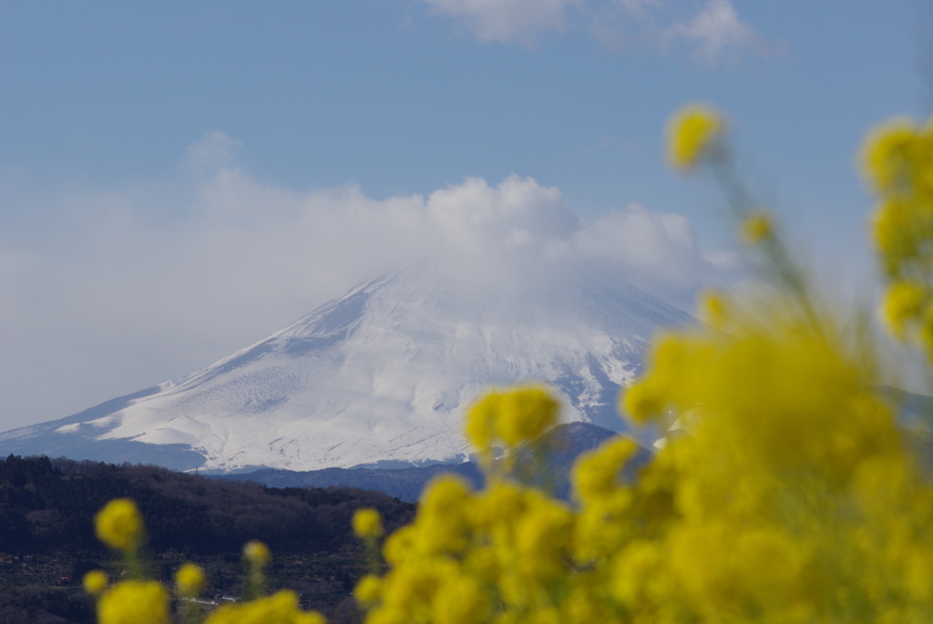 吾妻山/富士山・菜の花