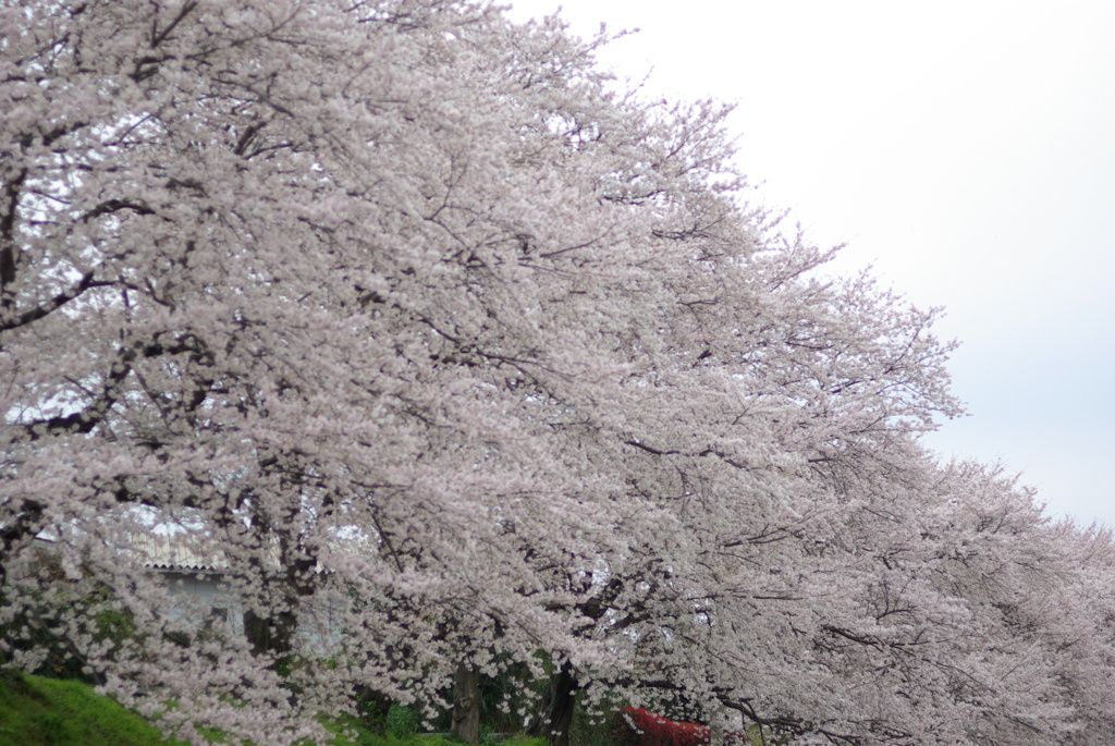 相模三川公園/桜