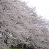 相模三川公園/桜