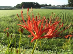 朝日を浴びた曼珠沙華