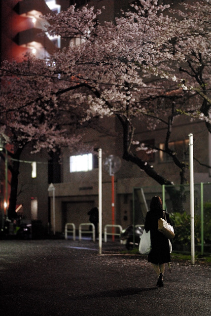 夜桜