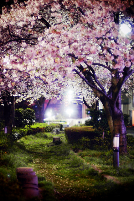 夜桜の小路