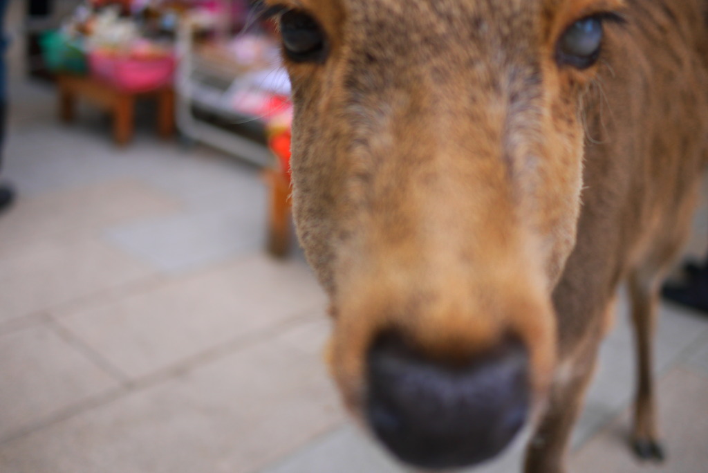 鹿の目 By 藤原 Id 写真共有サイト Photohito