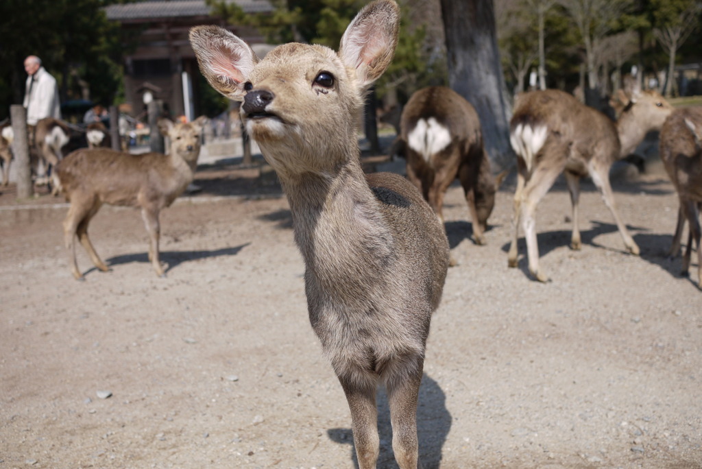 小鹿ちゃん