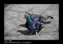 ポッポ