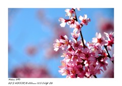 sakura　vol.2
