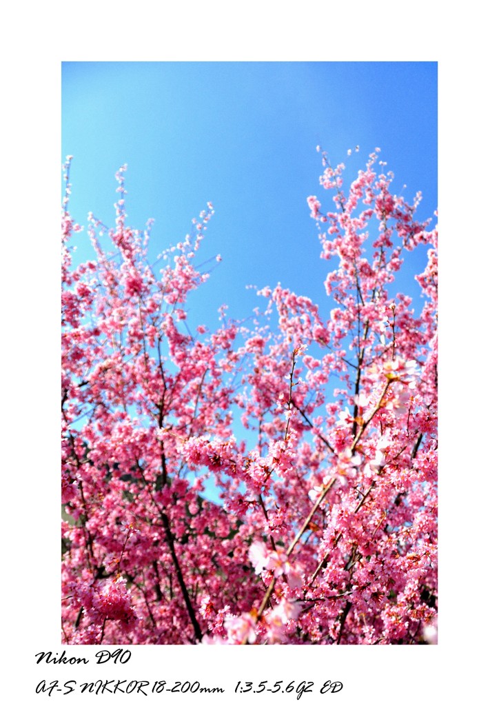 sakura vol.1