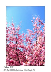 sakura vol.1