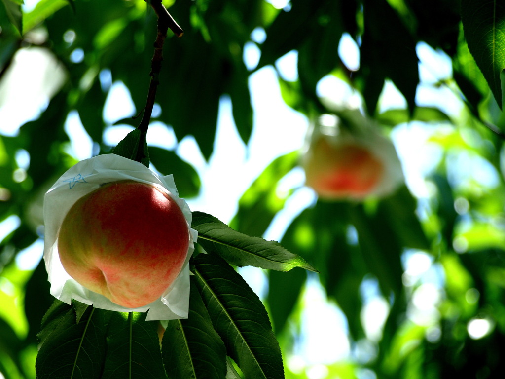 peach