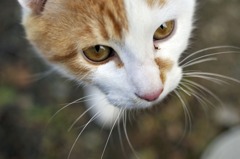 neko6
