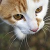 neko6
