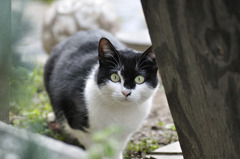 neko2