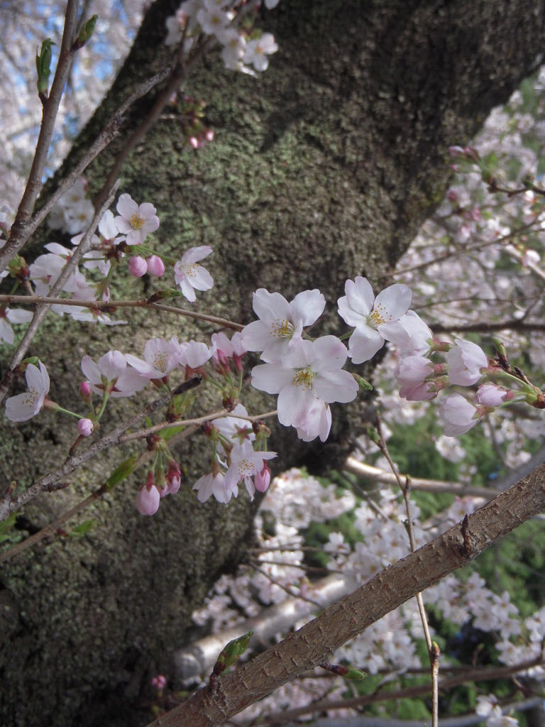 サクラの花をよーくみると…