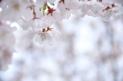 ひたむき