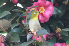 メジロと山茶花・２