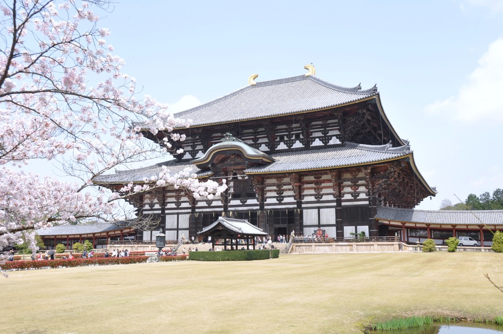 さくら越しの東大寺