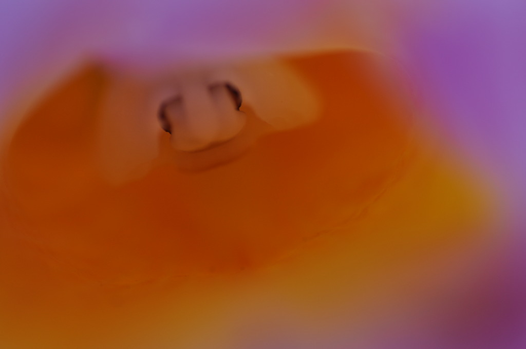 カトレア