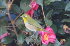 メジロと山茶花