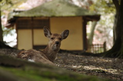 春うらら