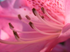 シャクナゲ