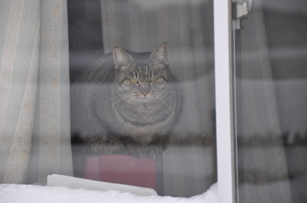 ♪おいら番屋のねこダック