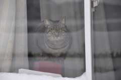 ♪おいら番屋のねこダック