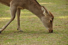 草を食む鹿
