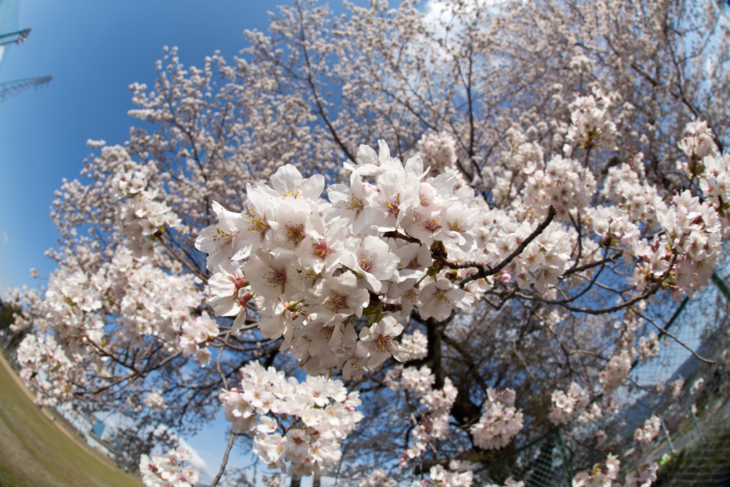 魚眼桜